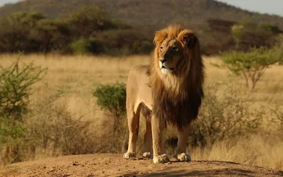 Disney выпустит еще один трехмерный анимационный фильм «Король лев»