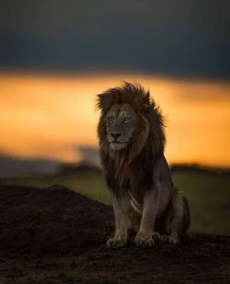Берберский Лев - красивые фото