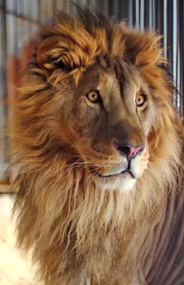 Самый одинокий лев в мире, превратившийся в кожу и кости в зоопарке: его  история - Омутнинский огород