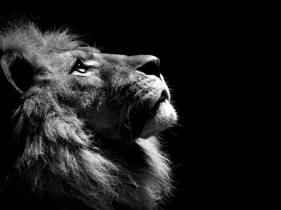 Один день из жизни льва | Пикабу