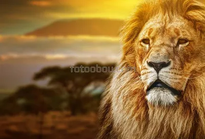 одинокий лев сидит и торчит на языке Стоковое Изображение - изображение  насчитывающей нога, собач: 252533391