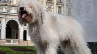 Порода собак из Одессы - как выглядит одис | Новини.live