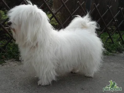 Одис (Одесская домашняя идеальная собака) / ODIS - PetsPoint.ru