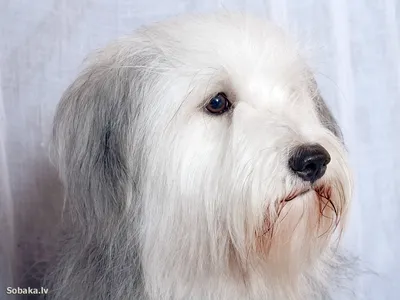 ОДИС-Первая Украинская Национальная Порода Собак | Odessa