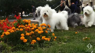 Одис - одесская домашняя идеальная собака, или маленькая южнорусская  овчарка - YouTube