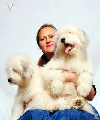 ОДИС -Украинская национальная порода собак-компаньонов: Руководитель породы  ОДИС И.Бахарева со щенками ОДИСами.