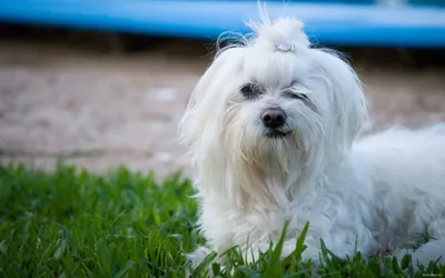 Порода собак одис из Одессы: уход и содержание, описание и воспитание породы