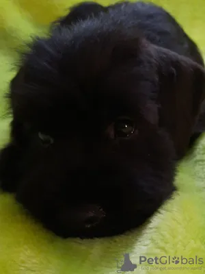 белизна Odis собаки Breed малая Стоковое Изображение - изображение  насчитывающей ангстрома, меховой: 6889557