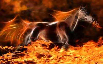 Огненная Лошадь Работает На Отражающей Поверхности И Черном Фоне  Фотография, картинки, изображения и сток-фотография без роялти. Image  17195659