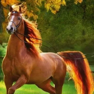 Лошадь красная на дыбах - Энергия Ци