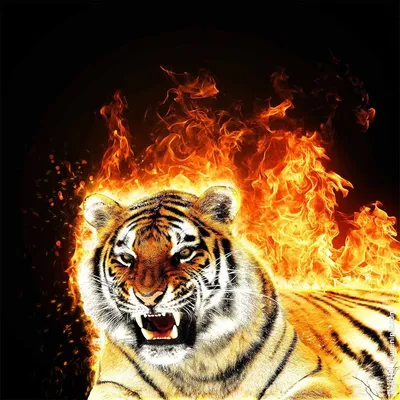 Огненный тигр фото 