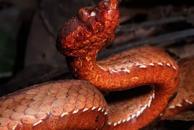 Новые фото Огненного змея для ценителей фэнтези