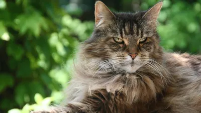 Серый большой пушистый кот а кот …» — создано в Шедевруме