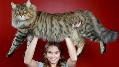 Большой красивый сибирский кот Стоковое Изображение - изображение  насчитывающей пухово, бобра: 45931303