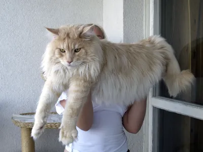 Огромные коты, которые заставят тебя почувствовать себя маленьким | Пикабу