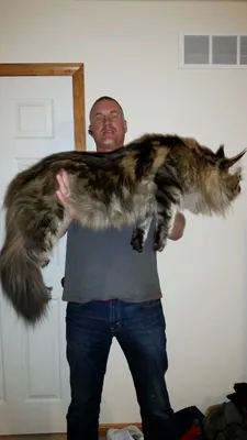 20 котов, которые даже не понимают, насколько они большие и пушистые / AdMe