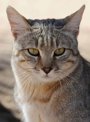 75 кошек породы мейн-кун, которые убедят вас, что ваша кошка совсем  маленькая (76 фото) » Невседома