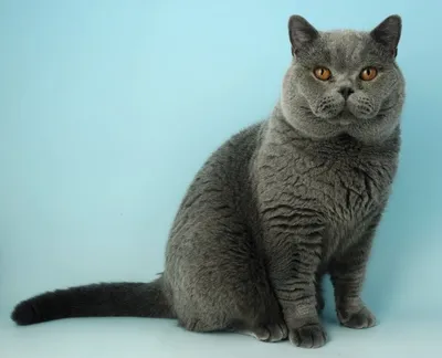 Серый большой кот с зелёными глазами на улице Stock Photo | Adobe Stock