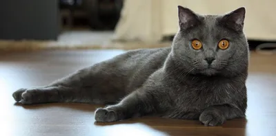Толстота спасет мир: умилительно огромные коты в фотопроекте Пита Торна -  ЯПлакалъ