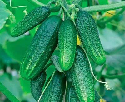 Огурец сорта Конни F1 12шт - купить семена по низкой цене – отзывы,  описание, агротехника