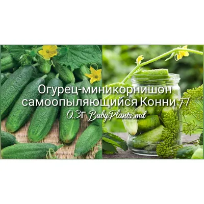 Купить Семена Огурец \"Конни F1\", 5 шт. (9330866) в Крыму, цены, отзывы,  характеристики | Микролайн