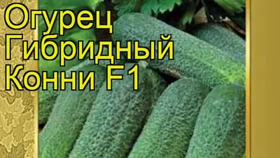 Огурец Конни F1 7 шт Сибирский сад: купить в Новосибирске по цене от 17.9  руб — интернет-магазин «Красный бант»