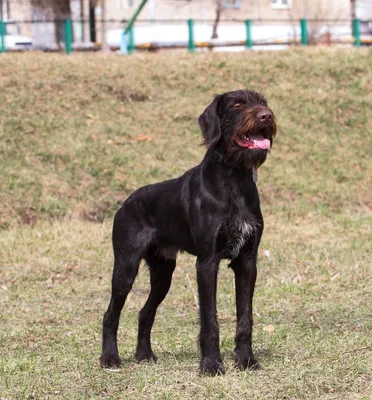 Немецкий дратхаар - описание породы, размеры и фото собаки | Цена дратхаара  | Pet-Yes