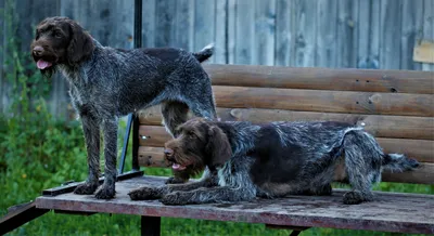 Питомник дратхааров и курцхааров Hunting-dog.ru - Услуги для животных,  Перевозка животных, Передержка животных, Мизиново на Яндекс Услуги