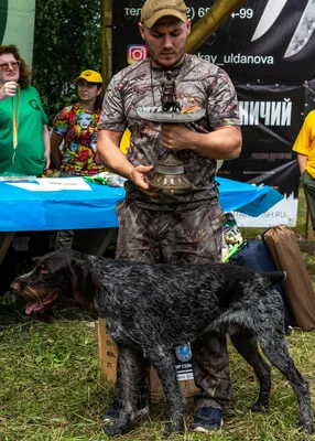 Питомник дратхааров и курцхааров Hunting-dog.ru - Услуги для животных,  Перевозка животных, Передержка животных, Мизиново на Яндекс Услуги