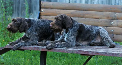 Как выбрать охотничью собаку - Hunting dog