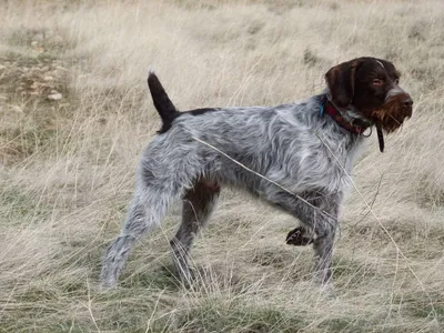 Питомник дратхааров и курцхааров Hunting-dog.ru - Услуги для животных,  Перевозка животных, Передержка животных, Мизиново на Яндекс Услуги