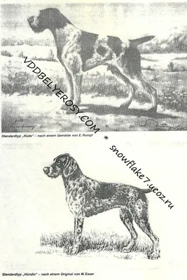 Дратхаар - Hunting dog