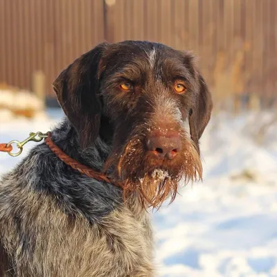 Немецкий дратхаар - описание породы, размеры и фото собаки | Цена дратхаара  | Pet-Yes