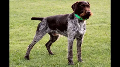 Дратхаар: все о 🐕 собак, характер, содержание, дрессировка, уход