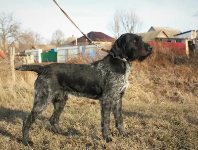 Немецкий курцхаар (German Shorthaired Pointer) (Породы собак) курцхаар  собака, курцхаар фото, курцхаар купить, щенки курцхаара, курцхаар собака  фото, собака немецкий курцхаар, немецкая легавая курцхаар Энциклопедия о  животных EGIDA.BY