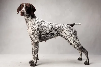 Немецкий дратхаар - описание породы, размеры и фото собаки | Цена дратхаара  | Pet-Yes