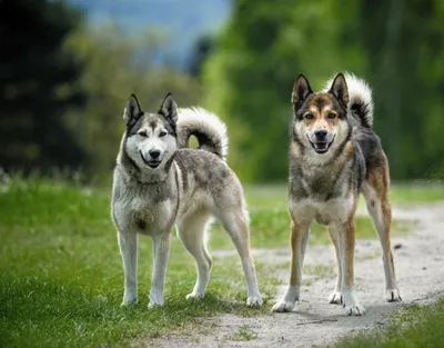 Родные сибирские охотничьи собаки или восточные сибирские лайки в снежном  лесу Стоковое Изображение - изображение насчитывающей пуща, охота: 207377161