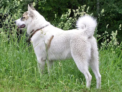 Русско-европейская лайка (Russo-European Laika) - очень активная, умная и  универсальная порода собак. Фото, описание и отзывы.