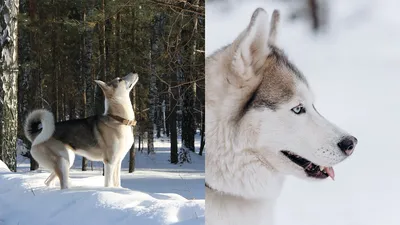 Западно сибирская лайка (West Siberian Laika) (Породы собак) лайка собака,  лайка фото, щенки сибирской лайки, купить лайку, породы лаек, щенки лайки,  продажа лаек, купить сибирскую лайку Энциклопедия о животных EGIDA.BY