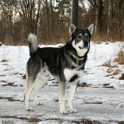 My dog West Siberian husky, Моя западно-сибирская лайка, Охотничья собака,  Моя западно-сибирская лайка щенок, dog, hunter d… | Охотничьи собаки, Щенок  хаски, Собаки