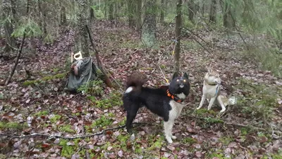 My dog West Siberian husky, Моя западно-сибирская лайка, Охотничья собака,  Моя западно-сибирская лайка щенок, dog, hunter d… | Щенок хаски, Собаки, Охотничьи  собаки