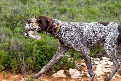 Немецкий курцхаар охотничья собака - YouTube