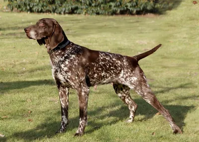 Немецкий курцхаар: универсальная собака, преданная охоте и своему хозяину |  Пёсико | Дзен