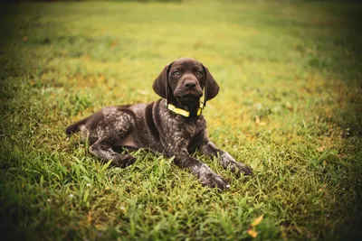 Немецкий курцхаар (German Shorthaired Pointer) (Породы собак) курцхаар  собака, курцхаар фото, курцхаар купить, щенки курцхаара, курцхаар собака  фото, собака немецкий курцхаар, немецкая легавая курцхаар Энциклопедия о  животных EGIDA.BY