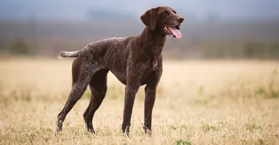 Курцхаар: описание породы, 🐕 характер собаки, содержание, фото