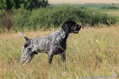 Немецкая охотничья собака курцхаар (58 фото) - картинки sobakovod.club