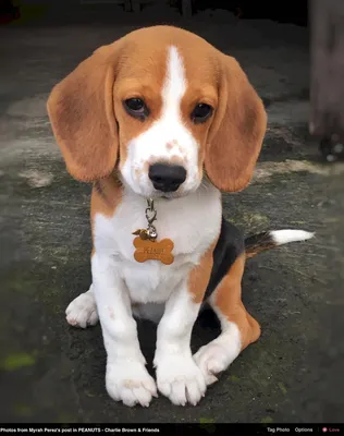 Бигль харьер (Beagle Harrier) (Породы собак) бигль харьер фото, бигль  харьер описание породы, бигль фото, бигль собака, порода бигль, бигль юа,  бигль купить, бигль щенки бигля, бигль щенок Энциклопедия о животных  EGIDA.BY