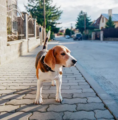 Бигль: все о 🐕 собаке, описание породы, характер, особенности, плюсы и  минусы - ГульДог