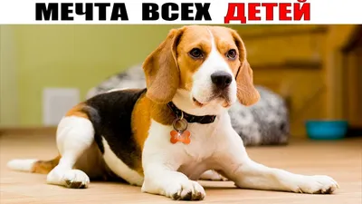 Бигль (Beagle) - это активная, дружелюбная и умная порода собак. Фото,  описание, отзывы.