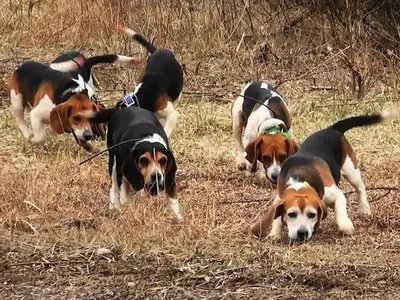 Охотничьи собаки породы бигль - 79 фото
